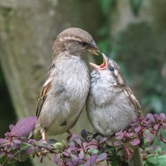 Phil Barnes - Feeding time - Commended.jpg